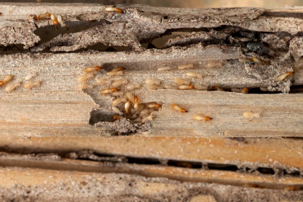 Best Flea Control Services  in Audubon Park, NJ
